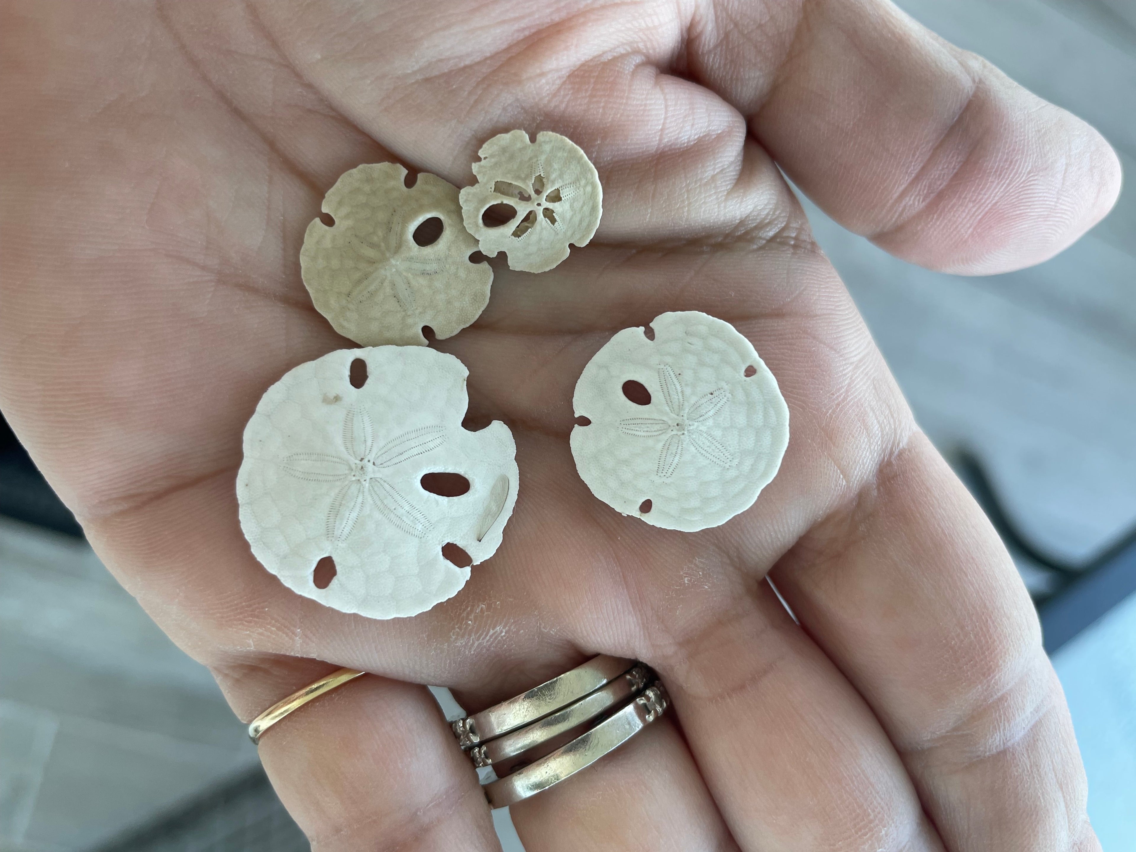 Every Sand Dollar Has a Story