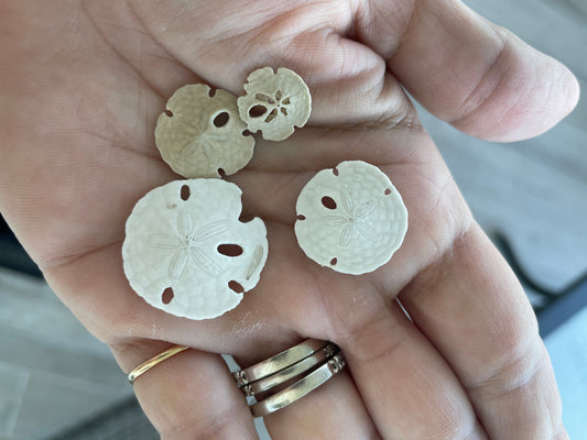 Every Sand Dollar Has a Story